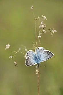 Bleek blauwtje, Chalk-hill Blue