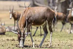 A Blesbok, a large herbivore endemic to South Africa in a South Africa National Park