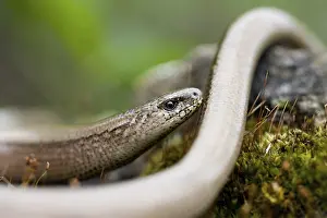 blindworm - (Anguis fragilis)