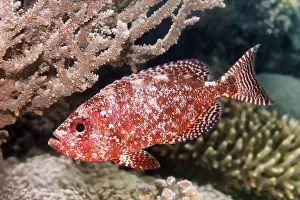 Bloch's bigeye (Priacanthus blochii)