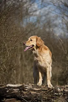 Blond Hovawart standing on a tree trunk