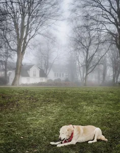 Blonde Labrador in the park in foggy weather