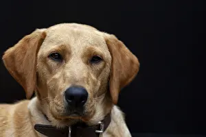 Blonde Labrador retriever dog portrait