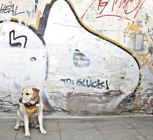 Blonde Labrador in front of a wall