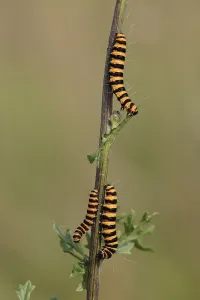 Blood bear (Tyria jacobaeae), caterpillars