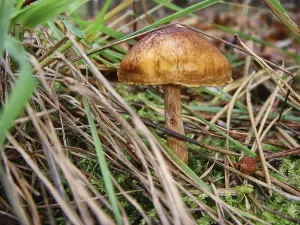 Blood-leaved skinhead, Cortinarius semisanguineus (Cortinariaceae)