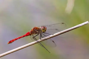 Blood-red bluebell, ruddy darter