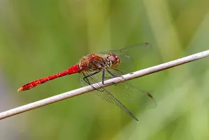 Blood-red bluebell, ruddy darter