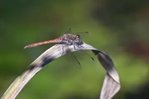 Blood-red heather (Sympetrum sanguineum)