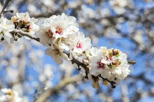 Blooming almond branch. Early spring in Israel