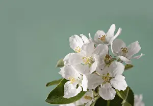 Blooming apple tree on green background
