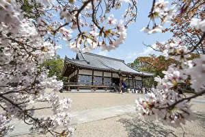 Blooming cherry trees, Kondo main hall of Ninna-ji Temple