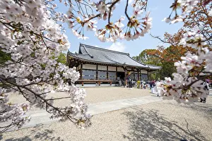 Blooming cherry trees, Kondo main hall of Ninna-ji Temple