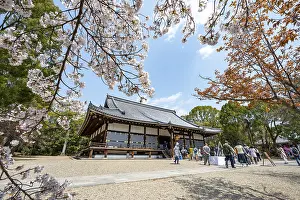 Blooming cherry trees, Kondo main hall of Ninna-ji Temple