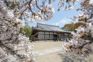 Blooming cherry trees, Kondo main hall of Ninna-ji Temple