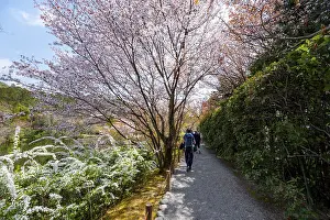 Blooming cherry trees, path along Kyoyochi Pond in the Japanese Garden
