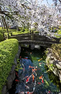 Blooming cherry trees and pond with koi carp