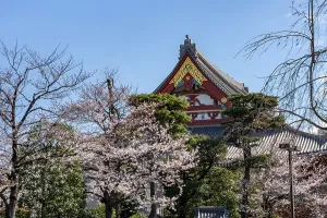 Blooming cherry trees and red-gold roof gable of a temple building