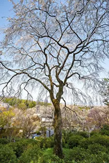 Blooming cherry trees Sogenchi Teien Japanese Garden