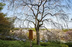 Blooming cherry trees Sogenchi Teien Japanese Garden