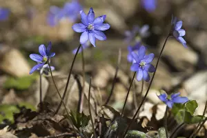 Blooming common hepatica (Anemone hepatica) also known as liverwort