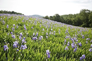 Category Mountain Landscapes Prints: Blooming field of German Iris (Iris germanica)