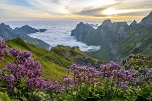Blooming flowers, Alpstein, Meglisalp valley at sunrise