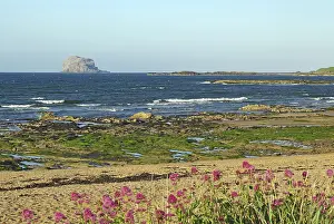 Blooming flowers on the beach with rocks and waves in the background under a blue sky