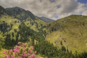 Blooming flowers in front of a picturesque mountain landscape with trees and blue sky