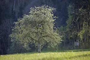 A blooming fruit tree stands in a meadow with a raised stand at the edge of the forest in soft light