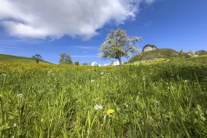 Blooming fruit trees and Wisner Fluh