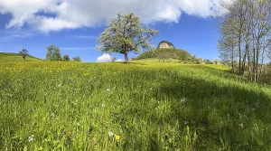 Blooming fruit trees and Wisner Fluh