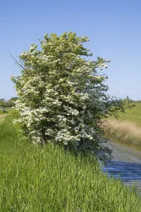 Blooming hawthorn (Crataegus) at the Siel