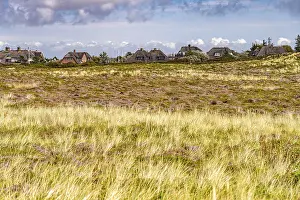 Blooming heath landscape and thatched roof houses near Kampen