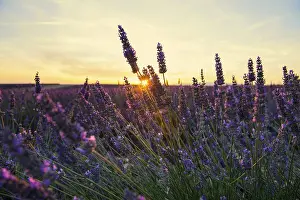 Blooming lavender field (Lavandula angustifolia)
