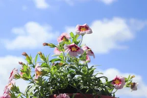 Blooming magic bells (Calibrachoa)
