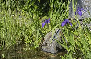 Blooming marsh iris (Iris pseudacorus) at a pond