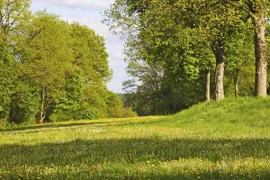 Blooming meadow under trees with incident sunlight in spring