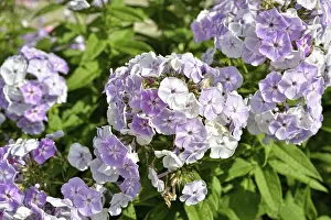 Blooming phlox in the garden
