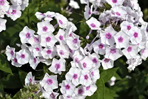 Blooming phlox in the garden
