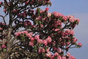 Blooming pink Rhododendron