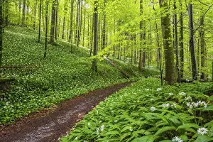 Blooming ramson (Allium ursinum)