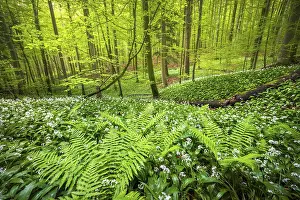 Category Forests Prints: Blooming ramson (Allium ursinum)