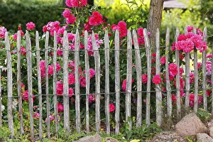 Blooming red roses (Rosa) behind picket fence in cottage garden