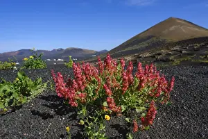 Category Mountain Landscapes Prints: Blooming Rumex (Rumex bipinnatus)