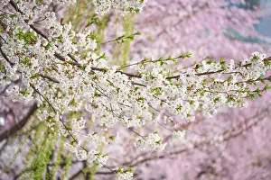 Blooming sakura cherry blossom close up background in spring