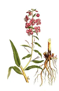 Blooming sally (Epilobium angustifolium)