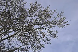 Blooming silver poplar. Silver poplar tree in spring