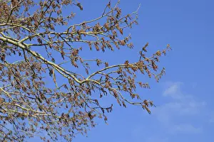 Blooming silver poplar. Silver poplar tree in spring