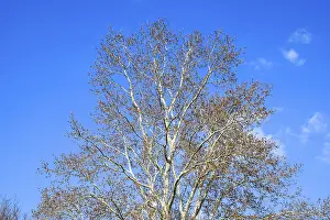 Blooming silver poplar. Silver poplar tree in spring